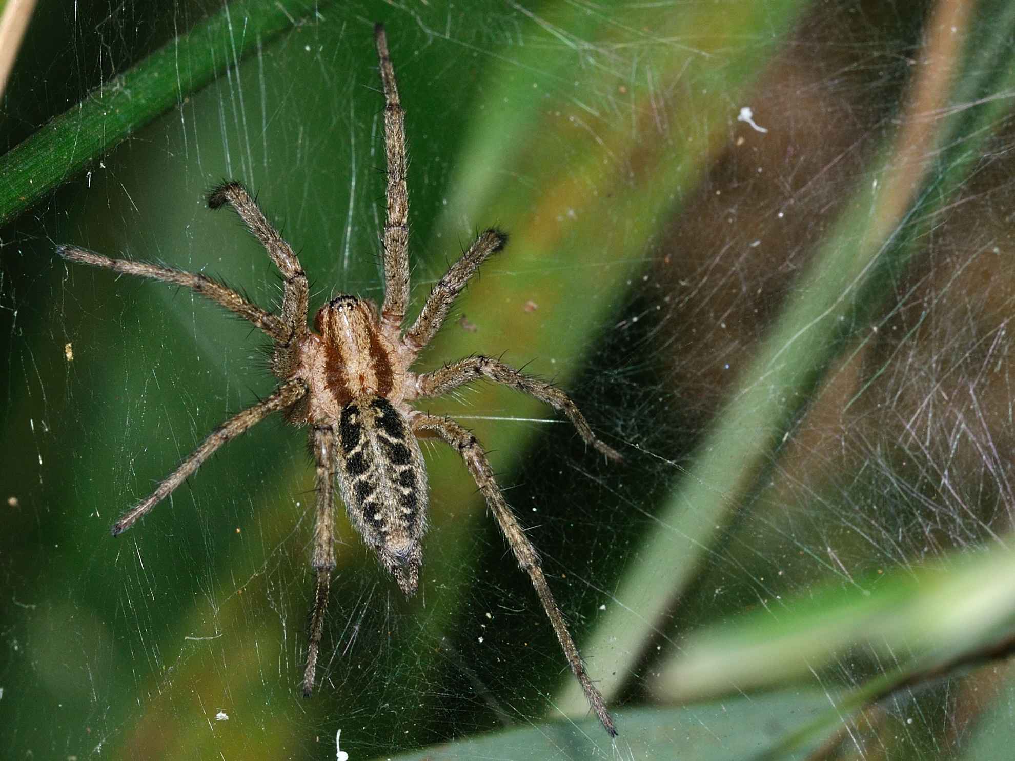Agelena labyrinthica